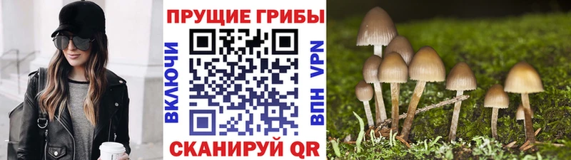 дарнет шоп  Новосокольники  Псилоцибиновые грибы Psilocybe 